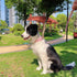 Floral Dog Collars Adjustable Nylon Collar with Quick Release Buckle for Female Dogs, Pink,Small...