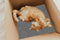 39.7"x11.8" 3PCS DIY Adhesive Climbing Cat Scratcher Carpet Self-adhesive Cat Tree Replacement Part Mat Cat Scratching Mat, Suitable for Cat Trees...