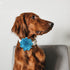 Dog Collar Flowers Attachement Cat Bow Tie Flora Accessories Set-Girl or Boy Pet Grooming OD 8cm 4pcs...