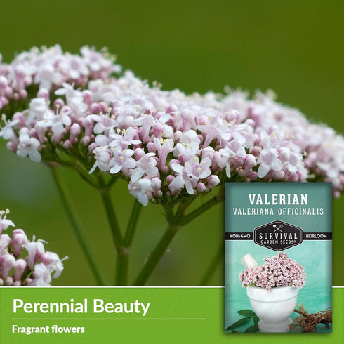 Valerian Seeds for Planting - 1 Packet with Instructions to Plant and Grow Medicinal Herb Valeriana Officinalis in Your Home Herb Garden - Non-GMO...