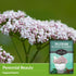 Valerian Seeds for Planting - 1 Packet with Instructions to Plant and Grow Medicinal Herb Valeriana Officinalis in Your Home Herb Garden - Non-GMO...
