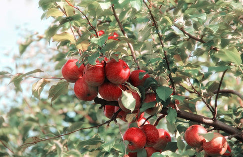 Apple Pectin 4 Ounces (USP Qualified) (114 Grams)...