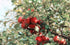 Apple Pectin 4 Ounces (USP Qualified) (114 Grams)...