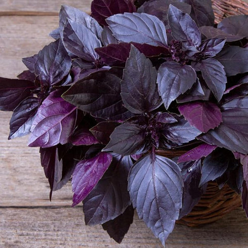 CHUXAY GARDEN Purple Sweet Basil Seed 250 Seeds Ocimum Basilicum Edible Herb Plant Attractive Serrated Pointy Leaves Heirloom Vegetable Great Tast...
