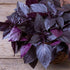 CHUXAY GARDEN Purple Sweet Basil Seed 250 Seeds Ocimum Basilicum Edible Herb Plant Attractive Serrated Pointy Leaves Heirloom Vegetable Great Tast...