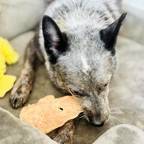 BLACK FOX Dehydrated Chicken Breast Dog Treats | 4 oz Single Ingredient | 100% USDA Grade Chicken Jerky | All Natural | Sustainable...