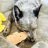 BLACK FOX Dehydrated Chicken Breast Dog Treats | 4 oz Single Ingredient | 100% USDA Grade Chicken Jerky | All Natural | Sustainable...