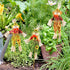 IFOYO 3 Pack Fall Harvest Scarecrow Decorations 15.75 Inch Scarecrows for Garden, Home, Yard, Porch, Thanksgiving Decor...