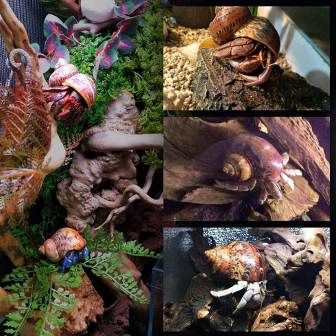 Unstained Natural Hermit Crab Shells Pearl Turbo Seashell for Décor, 3 Kinds 6 PCS Size 1.5" - 2", Opening 0.8-1" Hermit Crab Supplies...