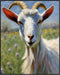Posterizer 1 pcs- White goat with a background of purple flowers-Art for Animal Lovers-Floral Botanical Art- Gift for Men Women Teens-Living Room...