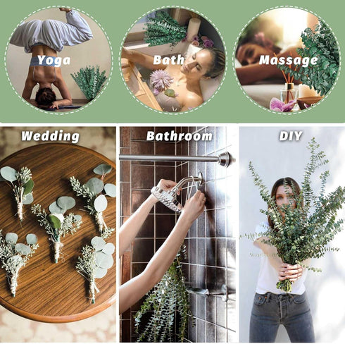 12Pcs Dried Eucalyptus Stems for Shower 17" Natural Preserved Dried Eucalyptus Shower Plant, Fresh Eucalyptus Branches Leaves Greenery Hanging, Fl...