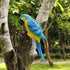 Realistic Parrot Sculpture Resin Hanging Parrots Garden Statues Lifelike Bird Figurines Landscape Ornament Patio Yard Lawn Figurine Tree Decor(Blu...