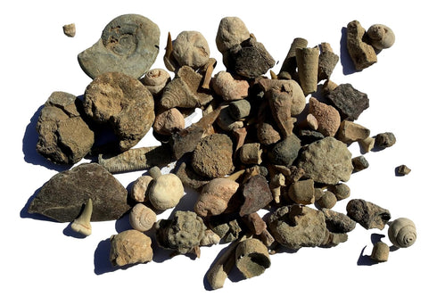 Bulk Educational Genuine Fossil Mix - 1/2 Lb Variety of 75 Genuine Fossils - Exclusively from DINOSAURS ROCK...