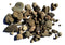Bulk Educational Genuine Fossil Mix - 1/2 Lb Variety of 75 Genuine Fossils - Exclusively from DINOSAURS ROCK...