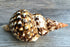 Conch Shell Decor - Seashell Decor - 7-8" Large Triton Sea Shell - Shells for Decoration - Large Seashells for Crafts - Magic Conch Shell Room Déc...
