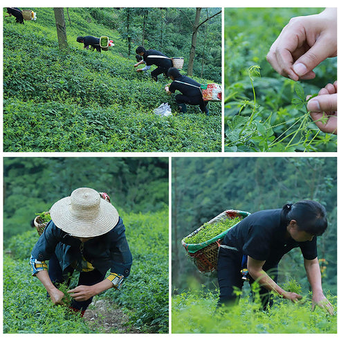 Wild Jiaogulan Tea Leaves, Gynostemma Tea,3.5oz(100g), 100% Natural, Sugar Free, No Gmo...