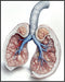 Posterizer 1 pcs-detailed anatomical illustration of the human lungs 1-Teachers & Classrooms-Abstract & Modern Art-School and classroom art- unfra...
