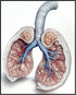 Posterizer 1 pcs-detailed anatomical illustration of the human lungs 1-Teachers & Classrooms-Abstract & Modern Art-School and classroom art- unfra...