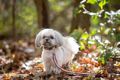 Pets First Collegiate Pet Accessories, Dog Leash, South Carolina Gamecocks, Medium...