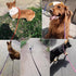 6 Foot Dog Tie Out Rope Leash, Heavy Duty Climbing Nylon Basic Leash for Camping, Indoor, Outdoor and Front Yard...