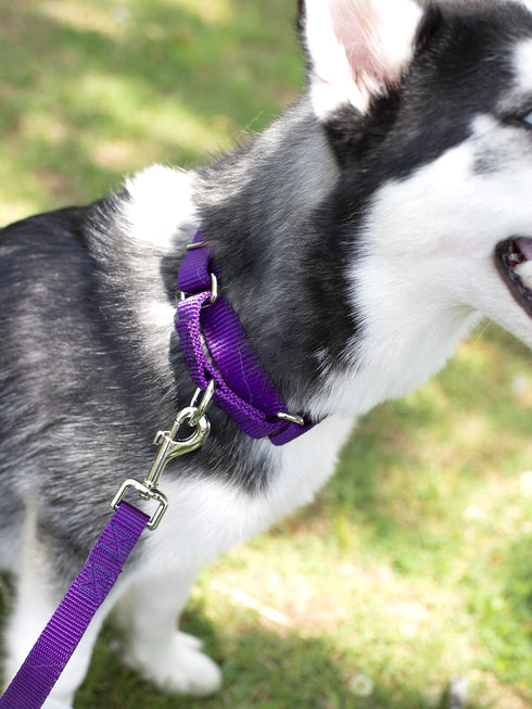 Country Brook Petz 1 Inch Nylon Durable Traditional Style Dog Leash with Easy to Use Snap for Small, Medium, Large Breeds - 25+ Colors (Purple, 6 ...