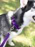Country Brook Petz 1 Inch Nylon Durable Traditional Style Dog Leash with Easy to Use Snap for Small, Medium, Large Breeds - 25+ Colors (Purple, 6 ...