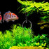 POPETPOP Betta Exercise Mirror 1 Set Double Sided Circle Betta Mirror with Floating Ball for Aquarium Fish Tank 5CM...