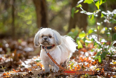 Pets First Collegiate Pet Accessories, Dog Leash, Syracuse Orange, Small...