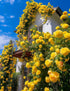 250+ Mix Climbing Roses Flowers Seeds -Rose Bushes Vine Climber Rose Seeds for Planting Outdoors-High Germination Rate Ornamental Your Garden...