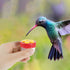 8 Pieces Handheld Hummingbird Feeders for Outdoors, Hummingbird Feeders with Suction Cups Hummingbird Hand Feeder Hummingbird Ring Feeder Mini Han...