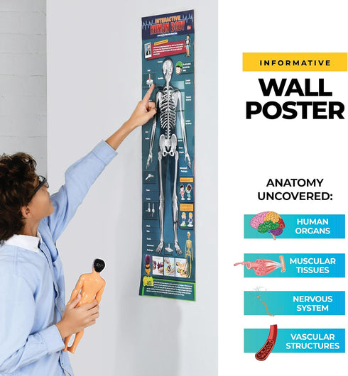 Human Anatomy for Kids Removable Skeleton Model and Torso Human Body for Kids STEM Toys Science Kit Full Body Anatomy Sets for Kids and Teens - 30...
