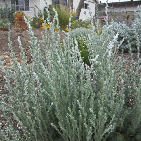 CHUXAY GARDEN Artemisia Frigida Seed 100 Seeds Fringed Sagebrush Herb Plant Attractive Serrated Pointy Leaves Fast Growing & Maintain...