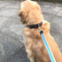 Cotton Web Strong Dog Trainning Lead Basic Walking Hiking Lead Mid Yellow 10FT/Width 1"...