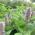 CHUXAY GARDEN Anise Hyssop Seed 50 Seeds Agastache Foeniculum Lavender Hyssop Plant Attract Butterflies and Bees Perennial Herb Plants Makes Great...