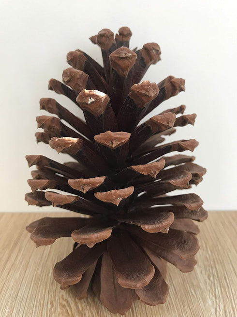 DKKRRNT PineCones Tall Bulk Package All Natural,Real Preserved Pine Cones Big Pinecones and Perfect Natural Pine Cones for Christmas Hanging Ornam...