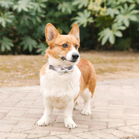 Ultra Joys Dog Collar with Bowtie - Soft Comfortable Cotton Fabric with Durable Metal Buckle in Boho Aztec Design - Small Size Collar with Removab...
