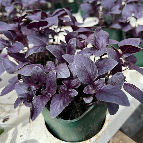 CHUXAY GARDEN Purple Sweet Basil Seed 250 Seeds Ocimum Basilicum Edible Herb Plant Attractive Serrated Pointy Leaves Heirloom Vegetable Great Tast...