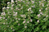 Seeds Marshmallow (Althaea officinalis) Medicinal Perennial Herbs for Planting Heirloom Non GMO...