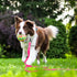 30ft Pink Long Leash Waterproof Training Dog Leash? Easy Care Leash Fit for Recall? Swimming? Camping? Beach? Hunting? Walking...