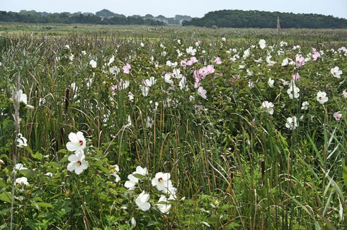 Seeds Marshmallow (Althaea officinalis) Medicinal Perennial Herbs for Planting Heirloom Non GMO...