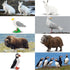 Toymany 14PCS Tiny Polar Animal Figurines, Plastic Arctic Animal Figure Set includes Polar Bear,Caribou,Penguin,Walrus, Wolf Figures, Cake Toppers...
