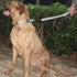 Large Dog Short Leash with Nylon Belting and Soft Padded Handle Lead.(18 Inches, Ultimate Grey)...