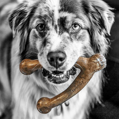 Pet Qwerks Wishbone BarkBone - Nylon Chew Toy for Aggressive Chewers - Bacon Flavor - 8.25"...