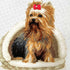 RIOLIS Counted Cross Stitch kit 2152 Yorkshire Terrier...