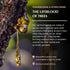 Frankincense & Myrrha Natural Resin Mist Spray by Aromafume | 100 ml / 3.3oz | Ideal for deep relaxation, spirituality & rituals | Made with Pure ...