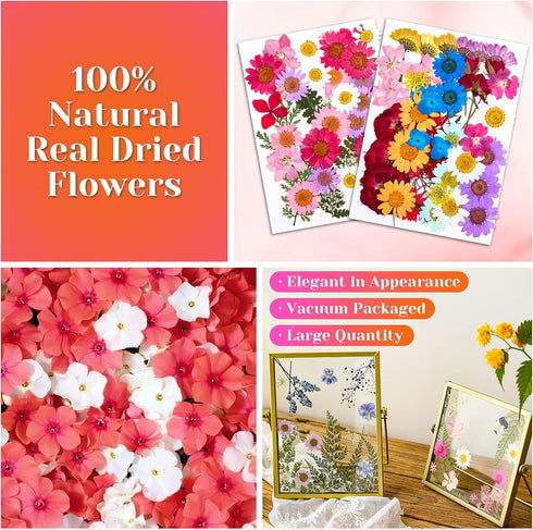 Real Dried Pressed Flowers for Resin, Natural Dry Flowers Leaves Bulk Herbs Kit for DIY Scrapbooking Stamping Supplies Epoxy Resin Jewelry Molds C...
