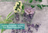 MAIBAOTA Natural Amethyst Crystal Quartz Rocks Chips Vase Filler Rocks for Succulent Plant Small Fish Tank Aquarium Gravel Decorative Pebbles Ston...