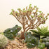 Miniature Frog Figurine, Fish Tank Decoration for Miniature Fairy Garden and Terrarium Statue(4 pcs)...