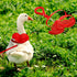 Duck Walking Harness and Leash Chicken Duck Outdoor Training Rope Adjustable Rope for Pet Poultry Hen Cock (XS, Red)...