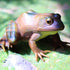 Gemini&Genius Tree Frog Realistic Hand Painted Toy for Backyear Decor, Carnival Game. Bullfrog Figurine Plastic Frogs Rubber Animal Toys for Educa...